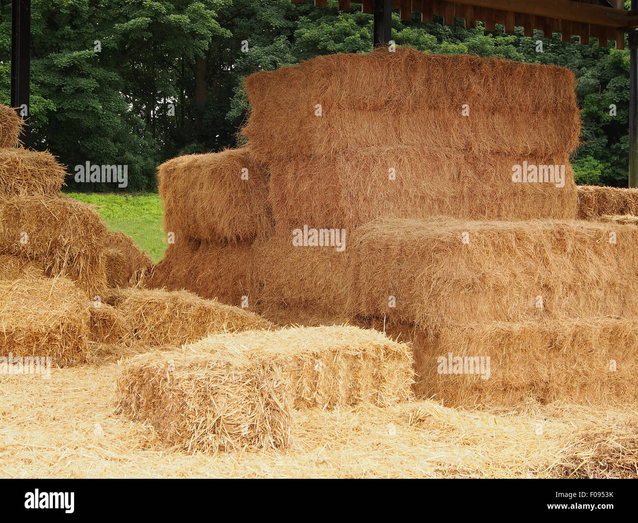 Traditional rectangular hay bales being stored for farm animal forage in a traditional barn in Cheshire, England, UK. Stock Photo