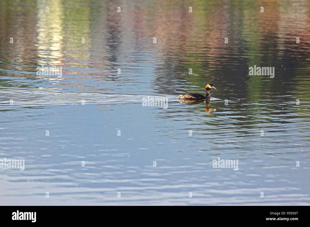Great Crested Grebe (Podiceps cristatus) On the lake surface Stock Photo