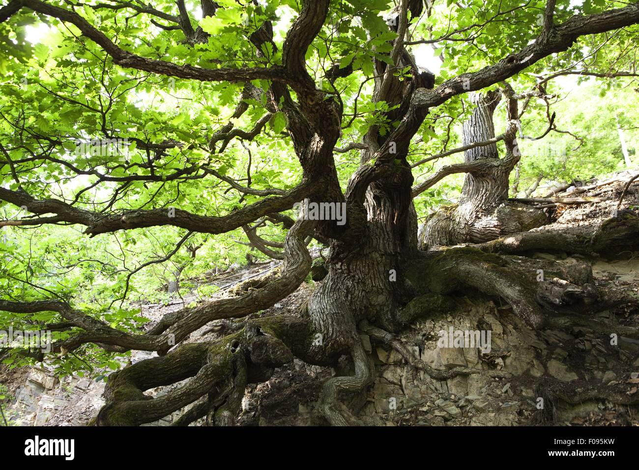 Hutebaum in basement Forest, Albertshausen, Hesse, Germany Stock Photo ...