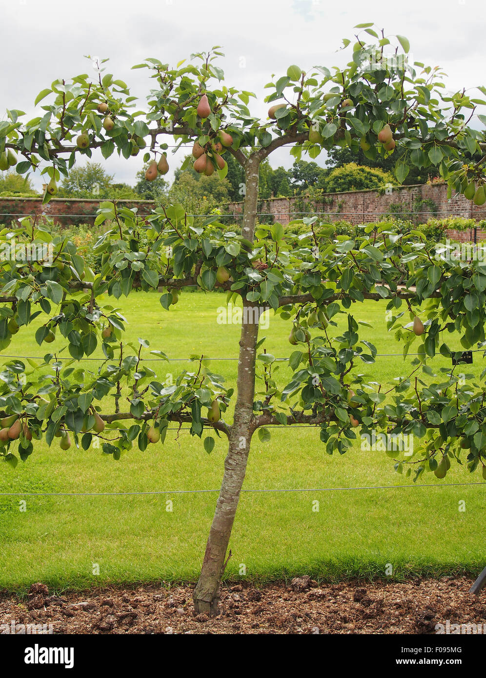 Espalier trained pear (variety Doyenne D'ete) growing in a walled garden in Cheshire, England. Stock Photo