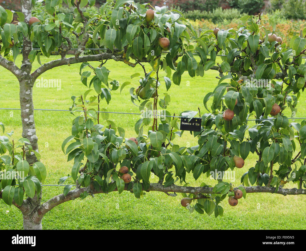 Espalier trained pear (variety Doyenne D'ete) growing in a walled garden in Cheshire, England. Stock Photo