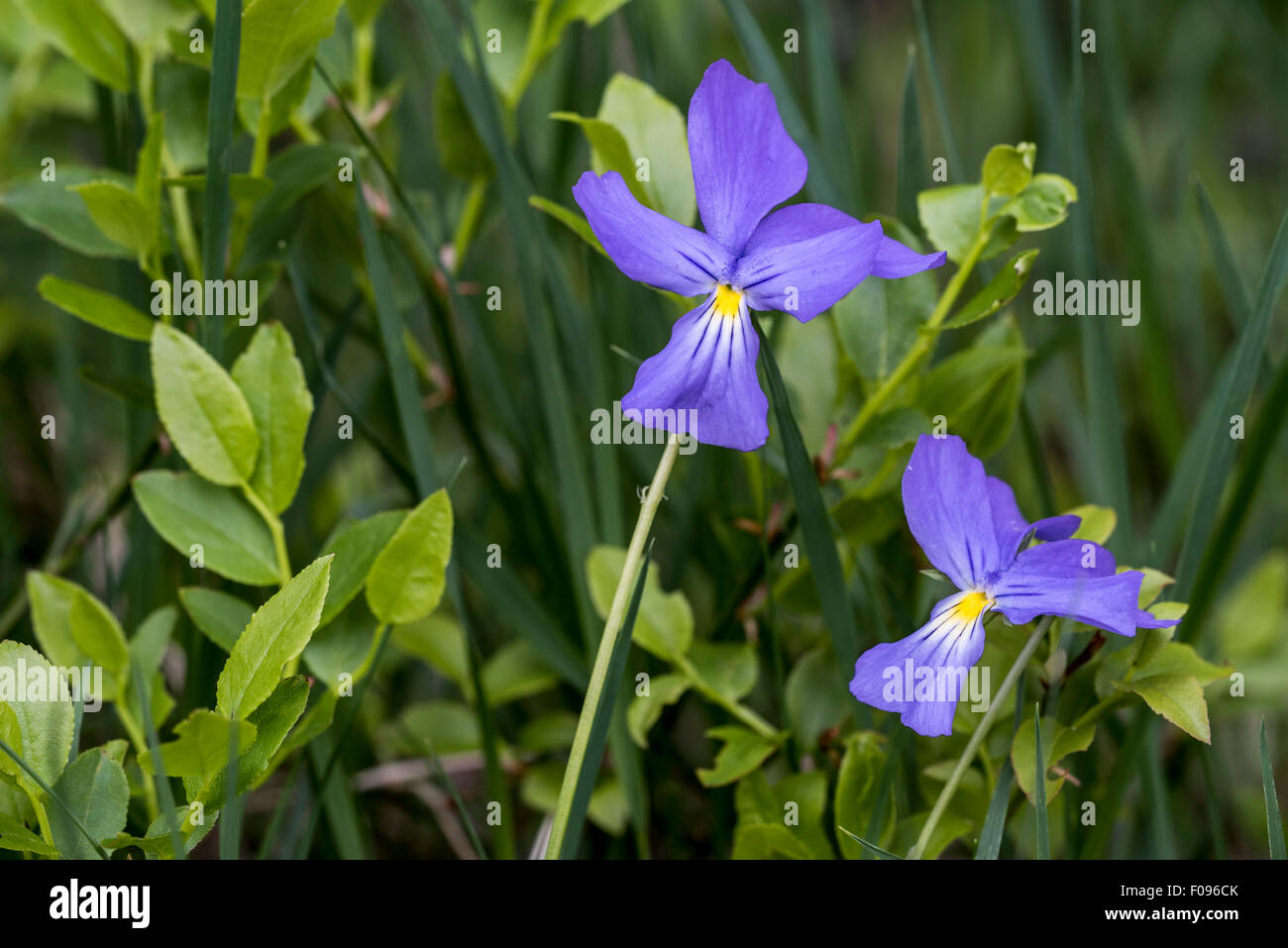 Long-spurred violet / long-spurred pansy / mountain violet (Viola calcarata) in flower in the Alps Stock Photo