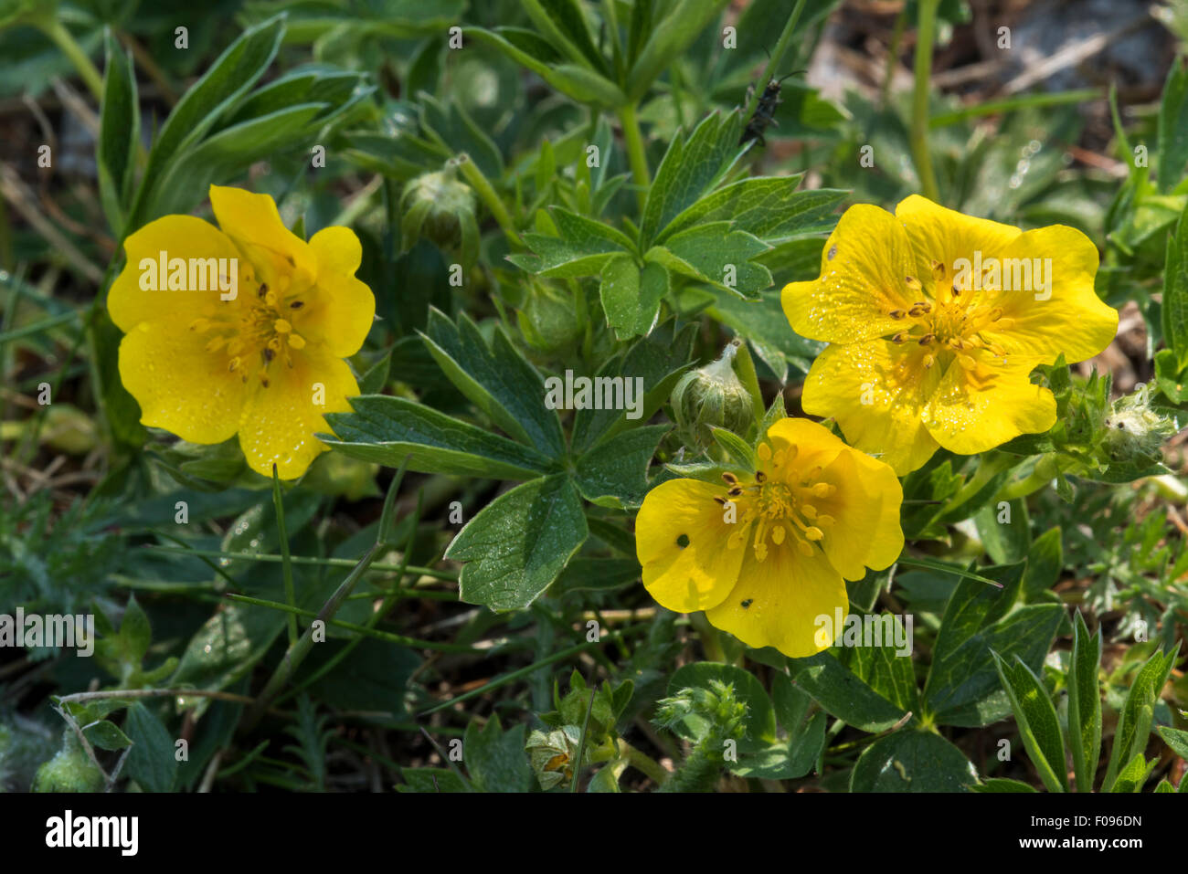 Alpine cinquefoil (Potentilla crantzii / Potentilla verna L.) in flower in the Alps Stock Photo
