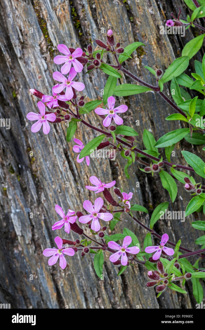 Soapwort pink / rock soapwort / tumbling Ted (Saponaria ocymoides) in flower in the Alps Stock Photo