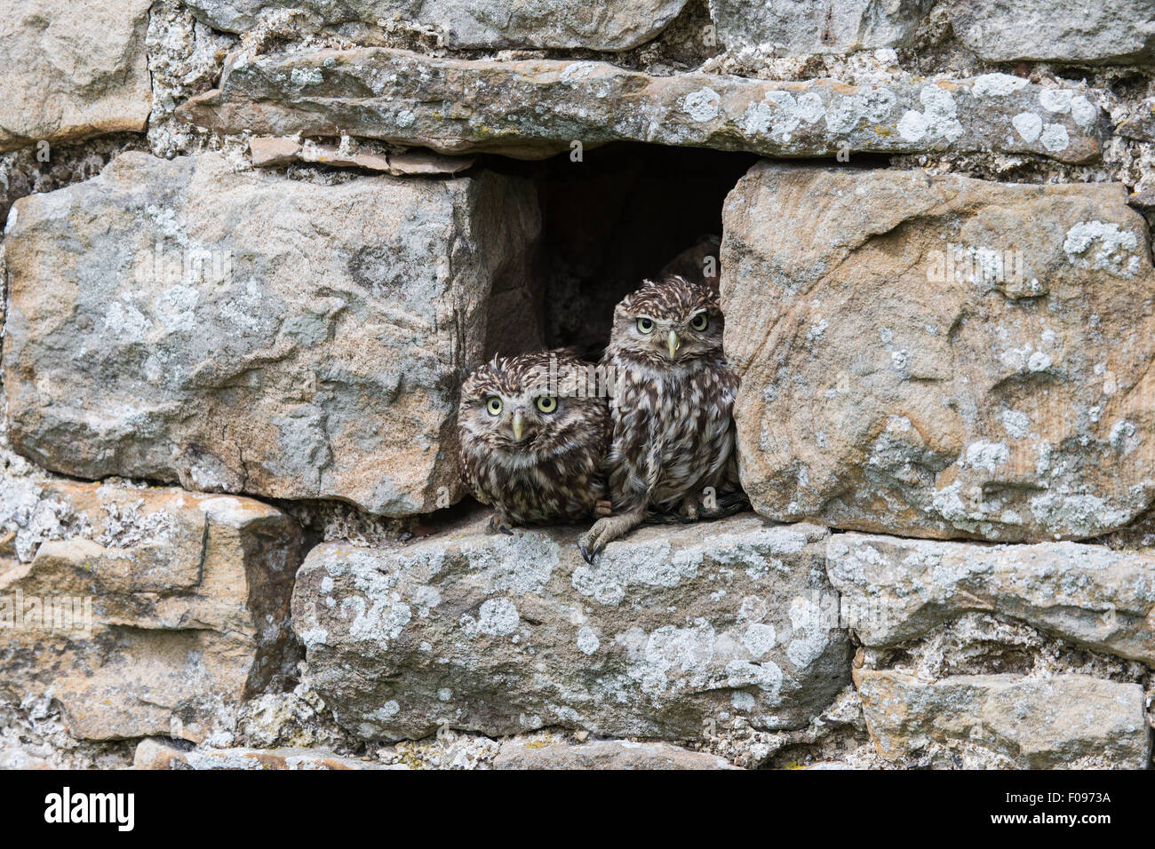 Two young Little Owls Athene Noctua peering from shelter in the recess of a stone barn wall Stock Photo