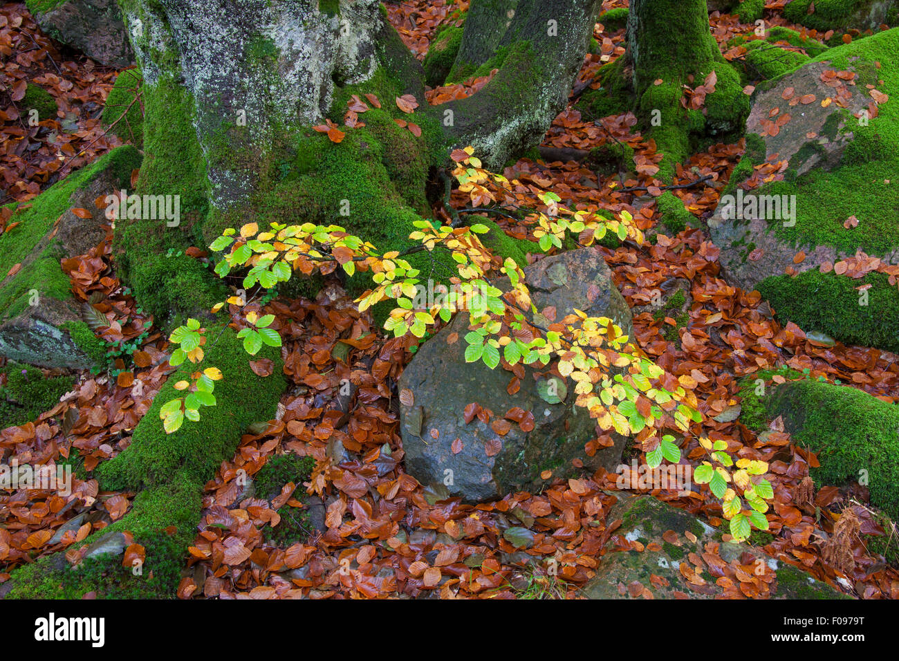Common beech (Fagus sylvatica) tree leaves in autumn colours on the forest floor in woodland Stock Photo