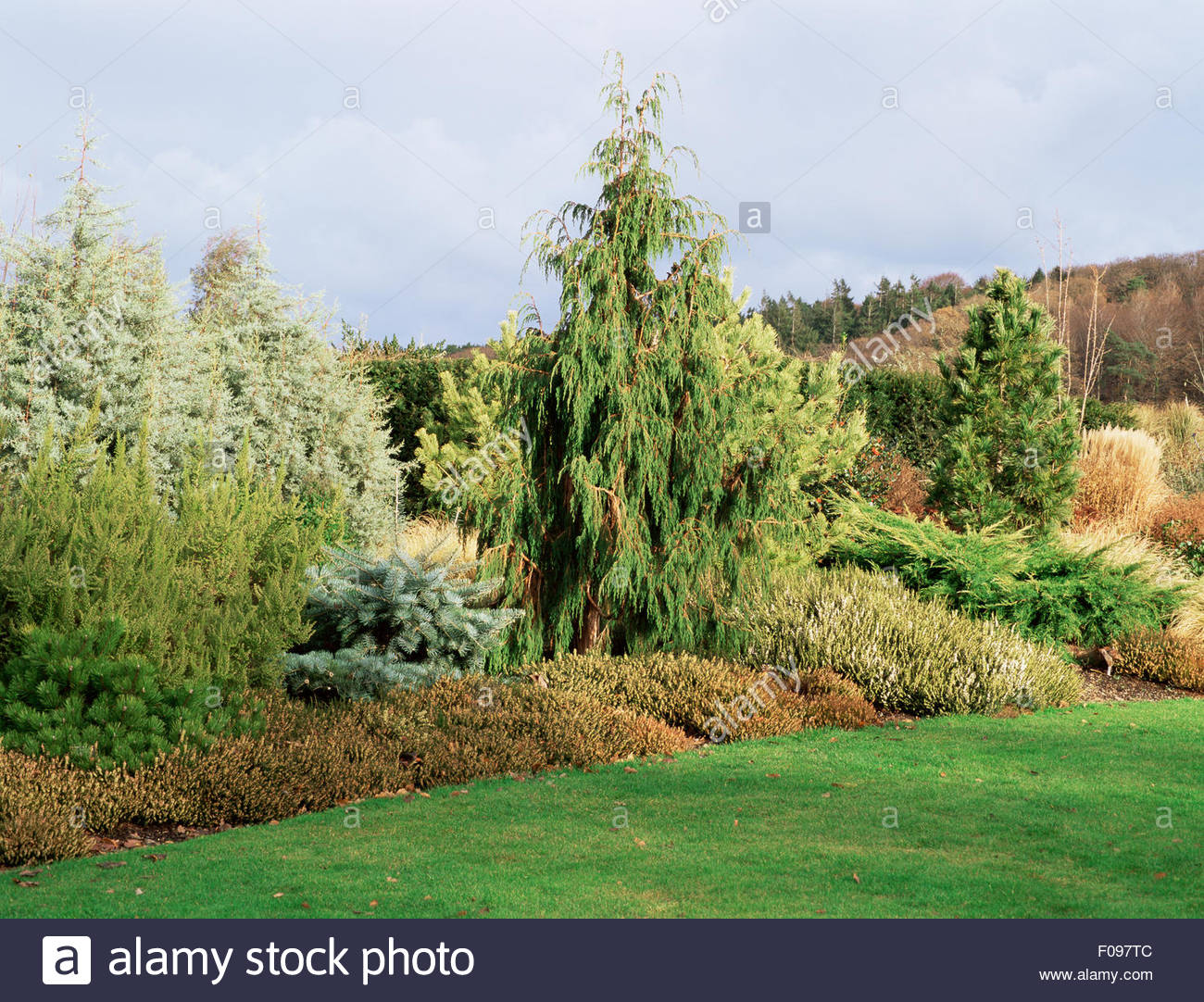 Winter Conifer Garden At Rhs Rosemooor Featuring Juniperus