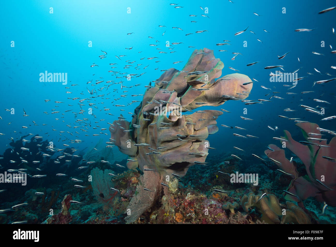 Elephant Ear Sponge in Coral Reef, Ianthella basta, Florida Islands, Solomon Islands Stock Photo