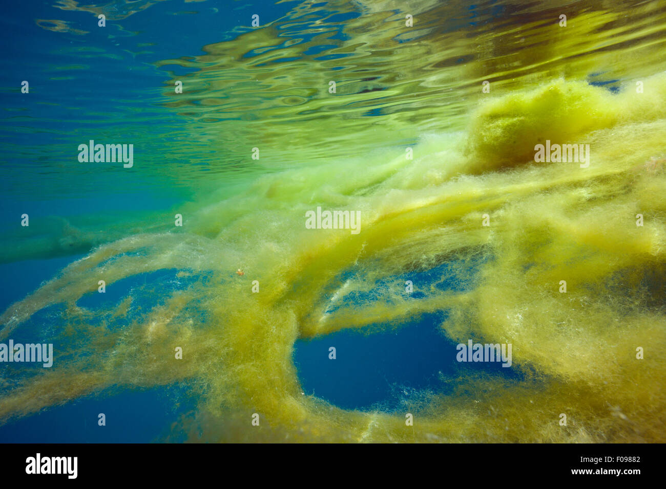 Marine Mucilage in Ocean, Florida Islands, Solomon Islands Stock Photo