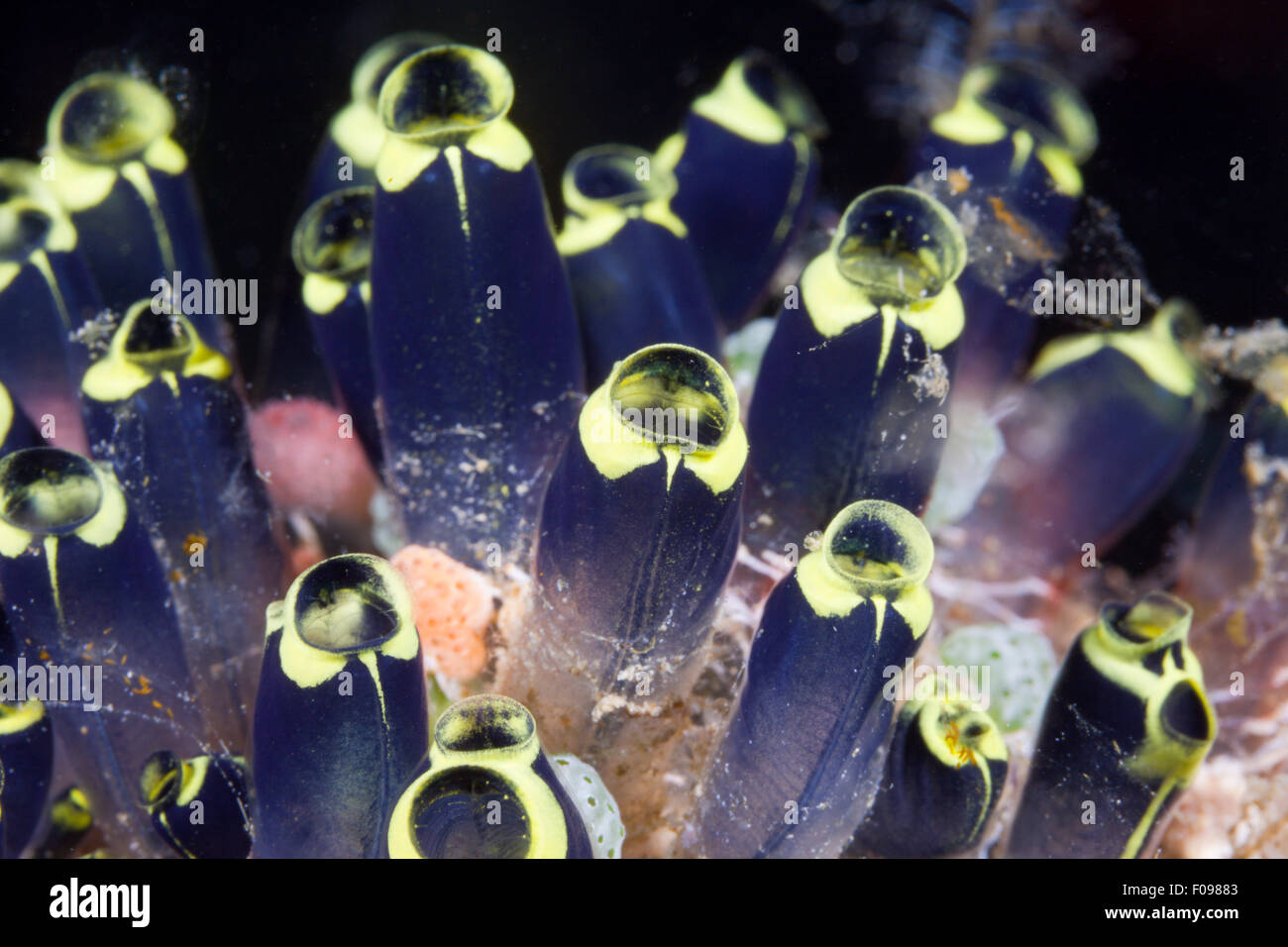 Colony of Tunicates, Clavelina robusta, Florida Islands, Solomon Islands Stock Photo