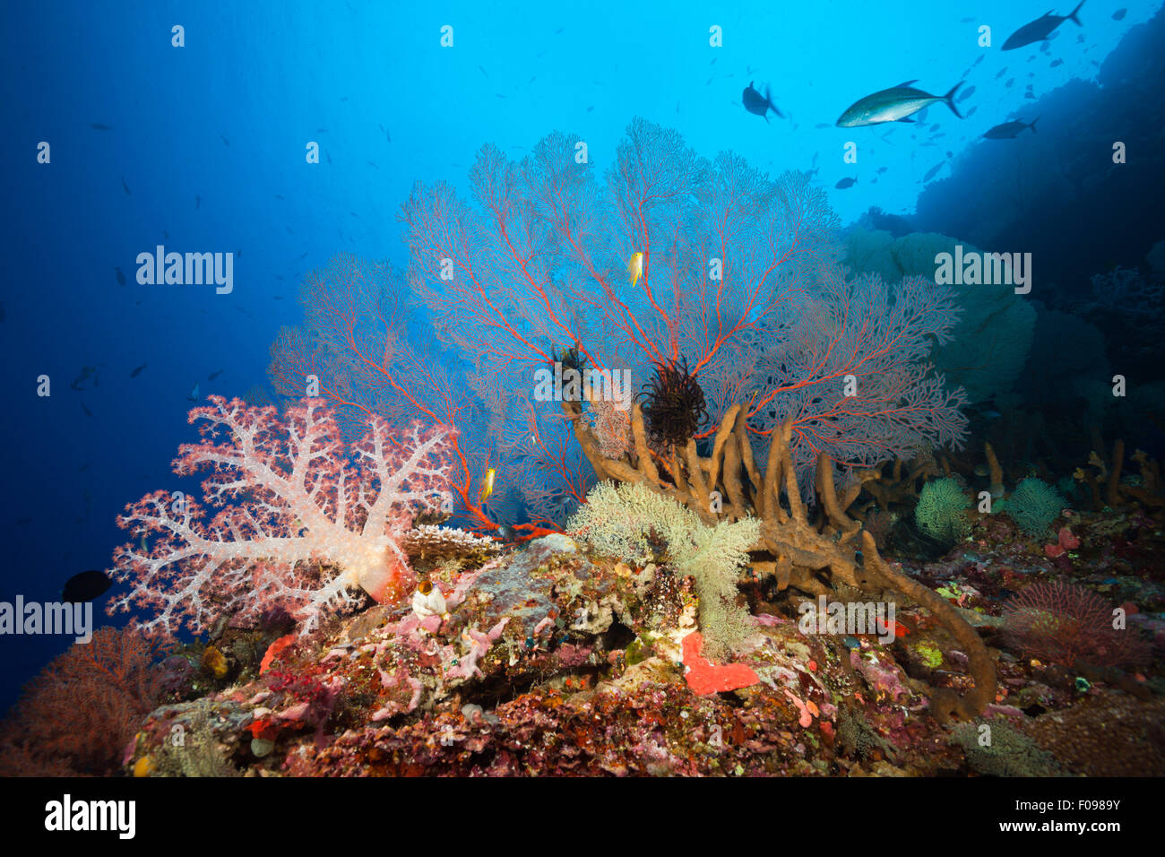 Coral Reef Scenery, Russell Islands, Solomon Islands Stock Photo