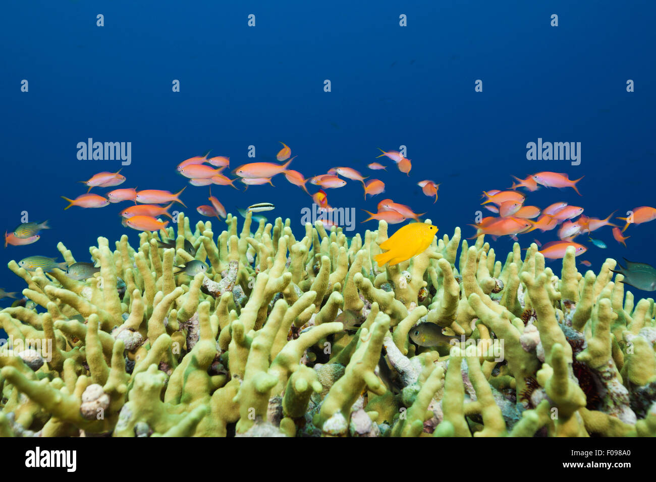 Lyretail Anthias over Reef, Pseudanthias squamipinnis, Russell Islands, Solomon Islands Stock Photo