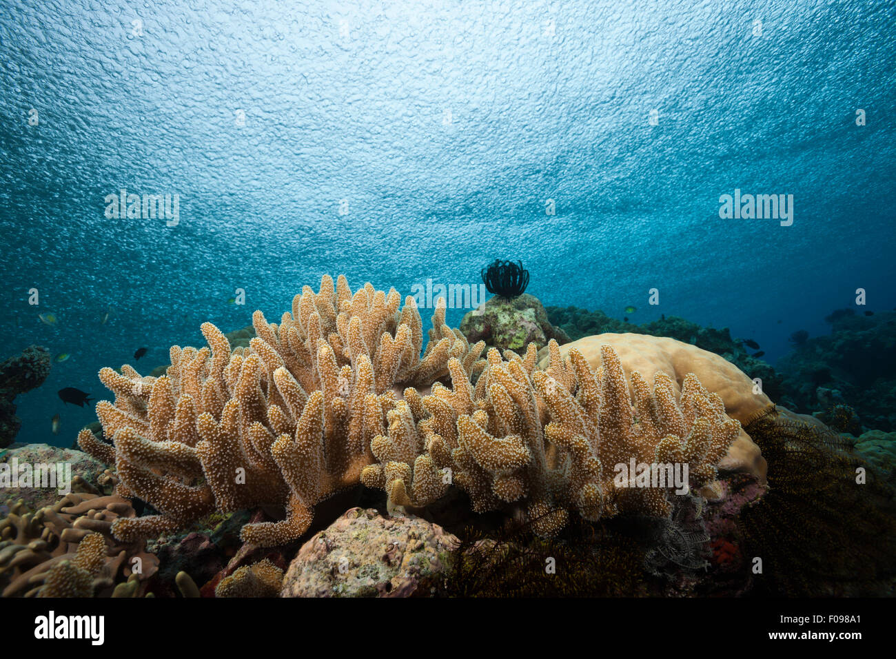 Solomons islands hires stock photography and images Alamy