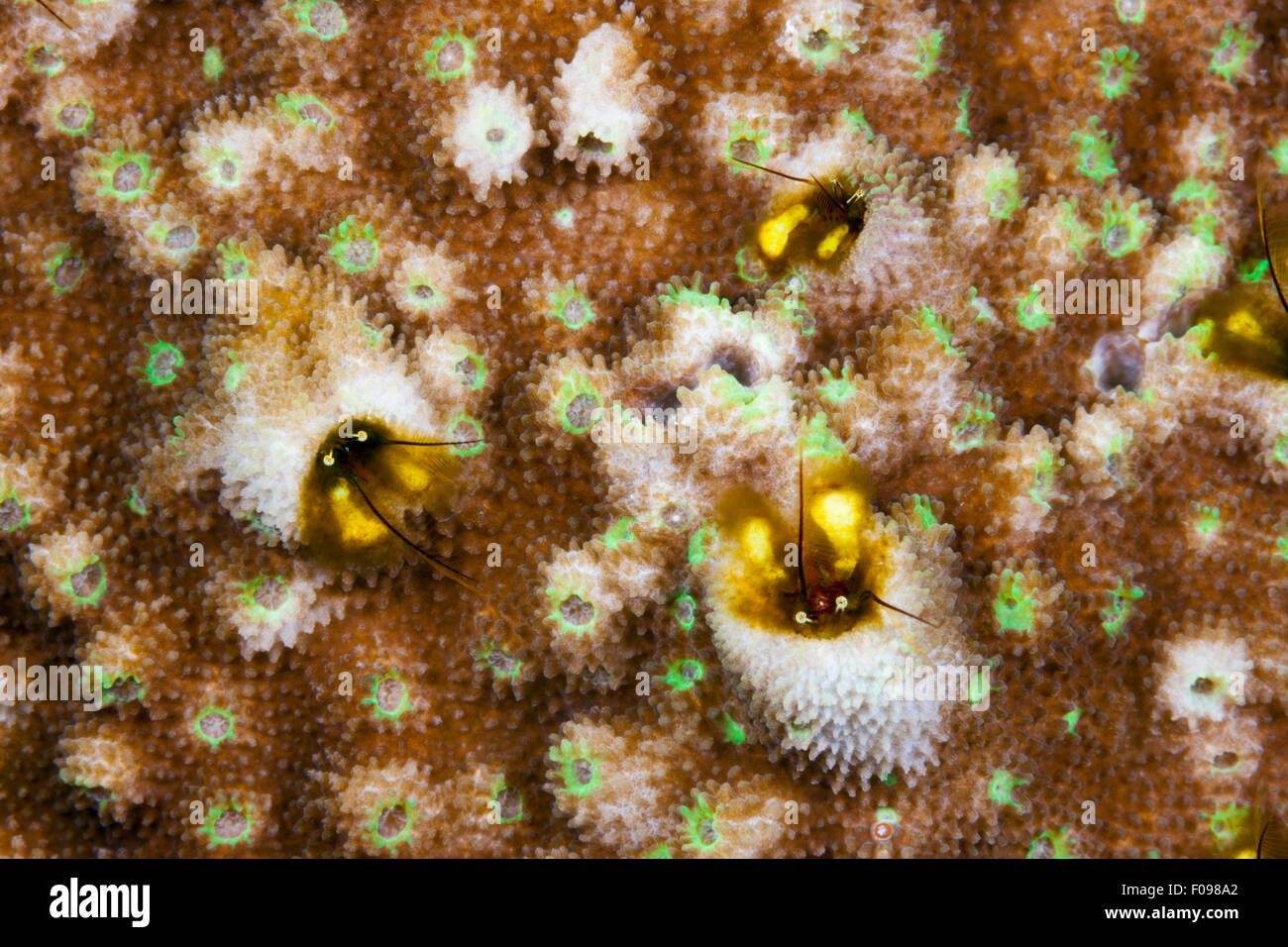 Coral Hermit Crabs, Paguritta sp., Russell Islands, Solomon Islands Stock Photo