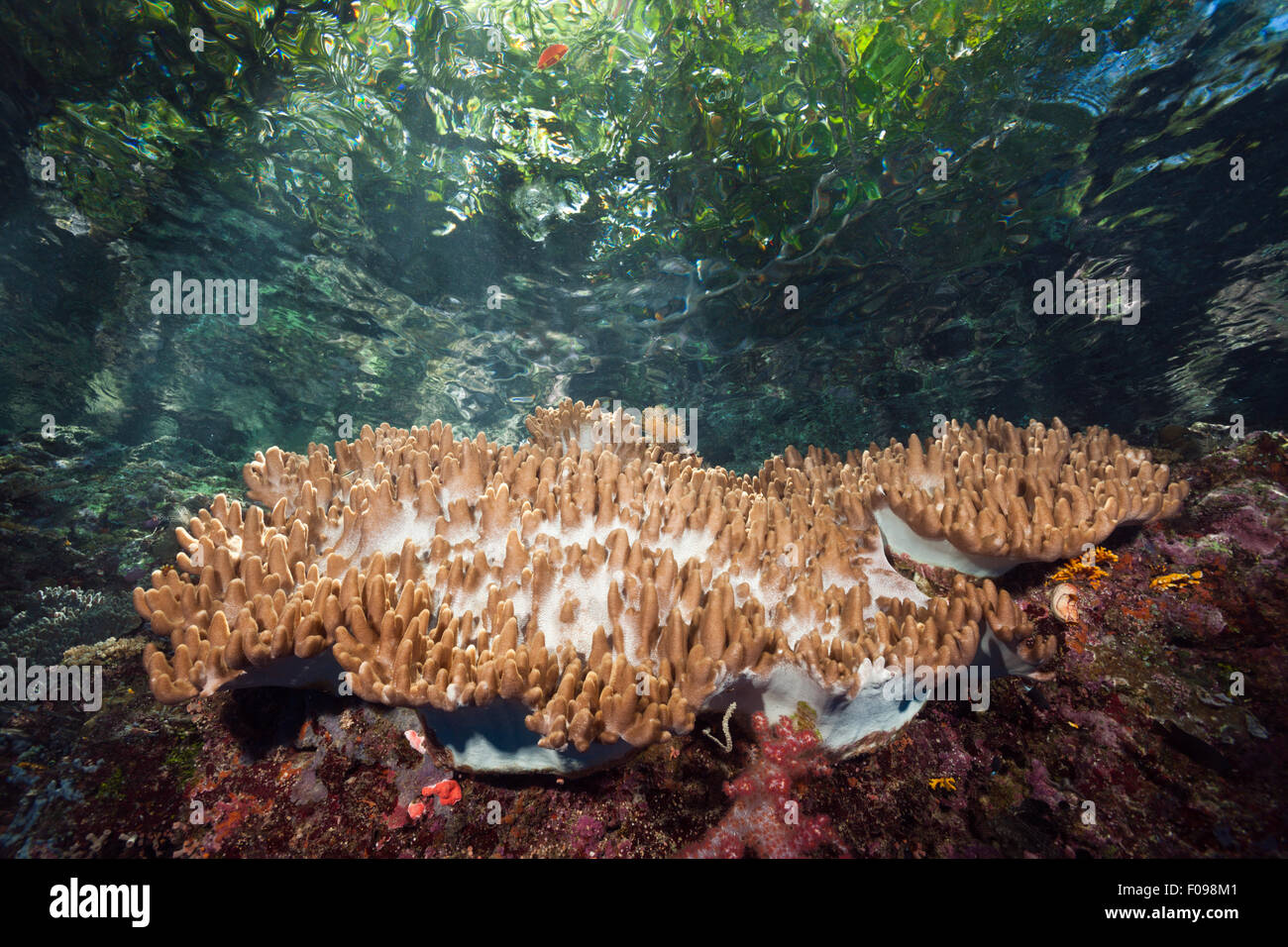 Leather Coral on Reef Top, Sinularia sp., Marovo Lagoon, Solomon Islands Stock Photo