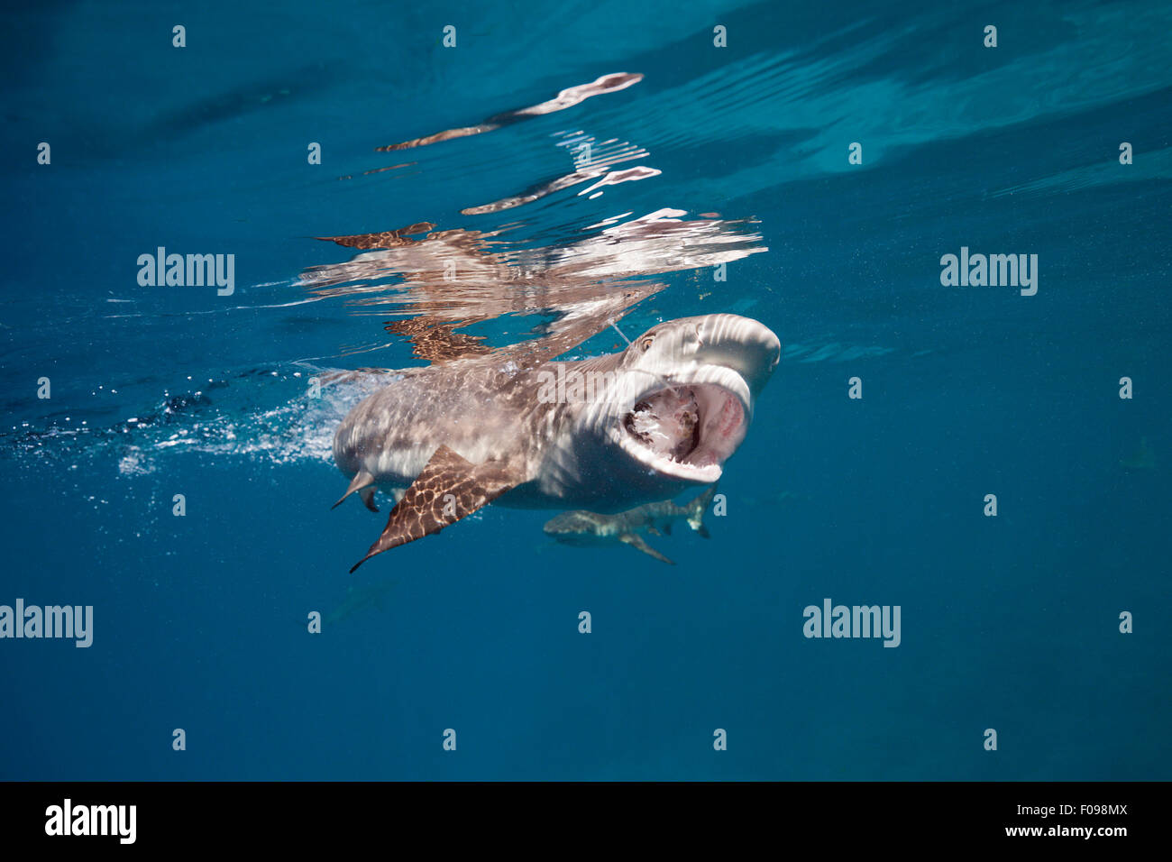 game fishing shark fishing  Blacktip Reef Shark, Carcharhinus melanopterus, Marovo Lagoon, Solomon Islands Stock Photo