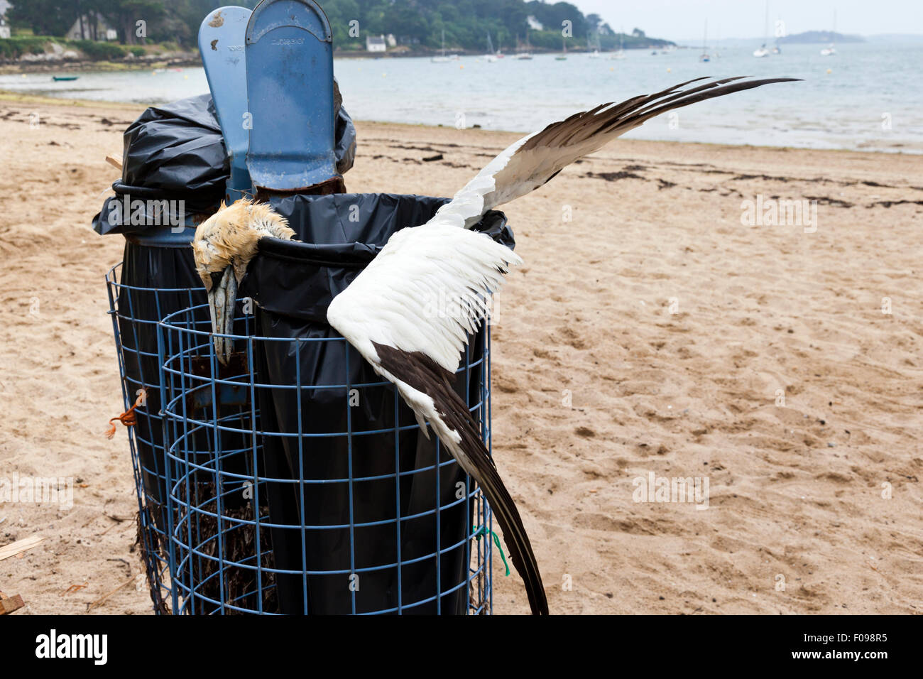 A dead gannet in a litter bin on the beach at Le Lerio, Ile aux Moines, Gulf of Morbihan, Brittany, France Stock Photo