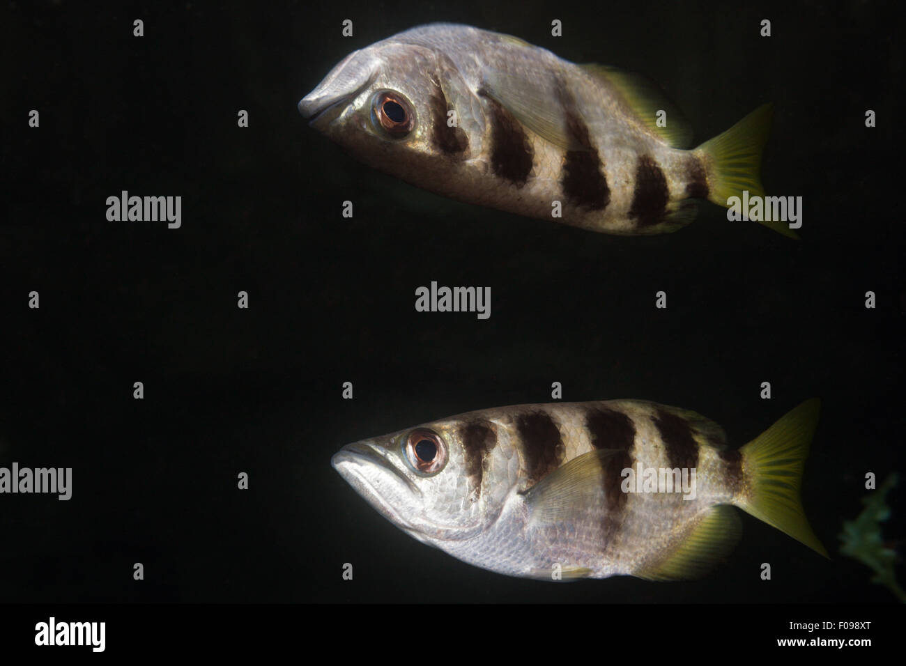 Banded Archerfish be reflected at Water Surface, Toxotes jaculatrix, Russell Islands, Solomon Islands Stock Photo