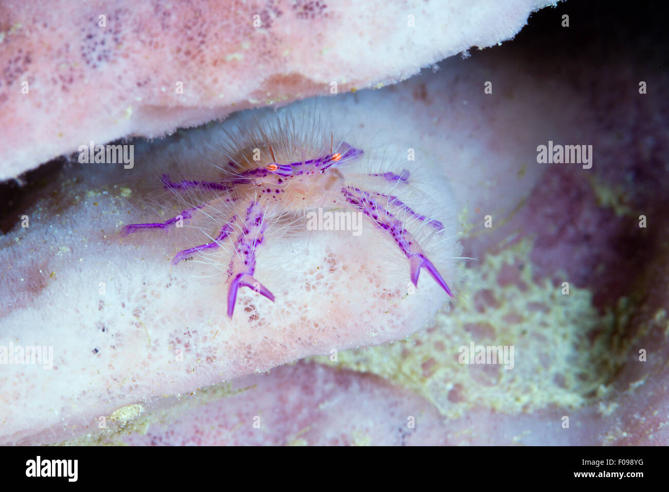 Hairy Squat Lobster, Lauriea siagiani, Florida Islands, Solomon Islands Stock Photo