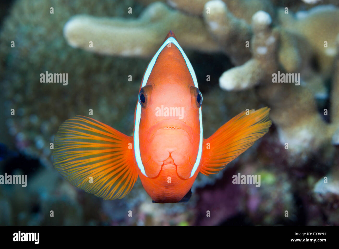 Spinecheek Clownfish, Premnas aculeatus, Florida Islands, Solomon Islands Stock Photo