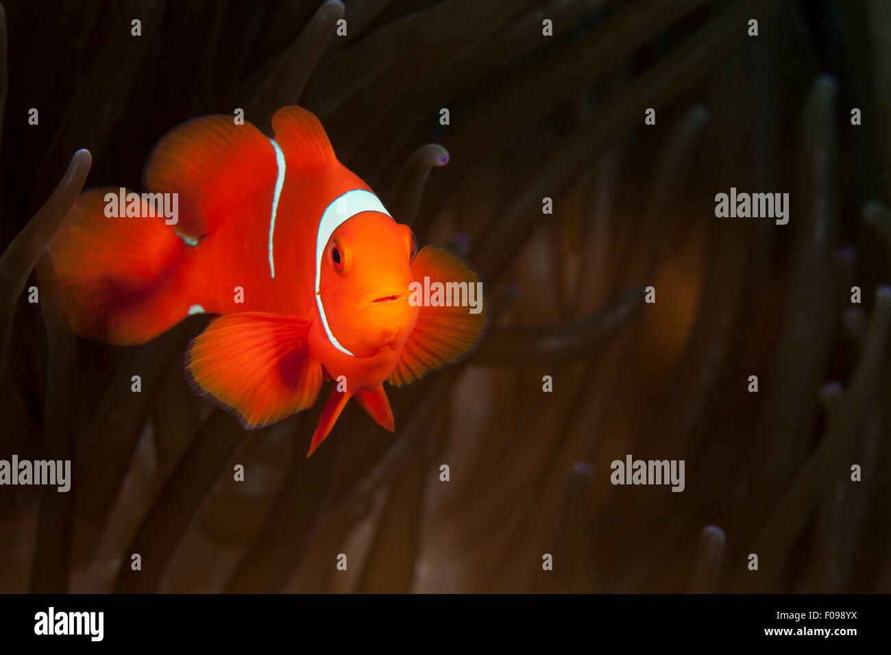 Spinecheek Clownfish, Premnas aculeatus, Florida Islands, Solomon Islands Stock Photo