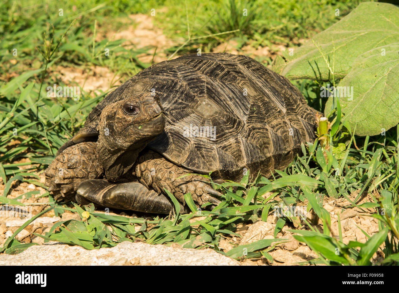 Asian Forest Tortoise Stock Photo