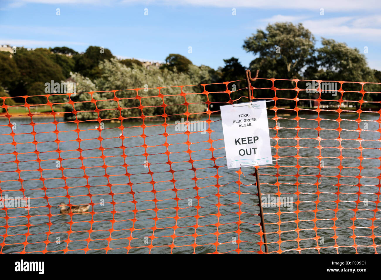 Portishead, North Somerset, UK, Monday 10th August 2015. A local marine lake, popular for boating on by locals and day trippers, is fenced off to the public, by the local council, after high concentrations of toxic blue-green algae are found in the water.  The toxin can prove fatal to pets drinking the water. A particular problem here as it's a popular area for dog walkers. The risk to humans from the toxin comes mainly from external exposure leading to skin rashes, lesions and blisters. Credit:  Stephen Hyde/Alamy Live News Stock Photo