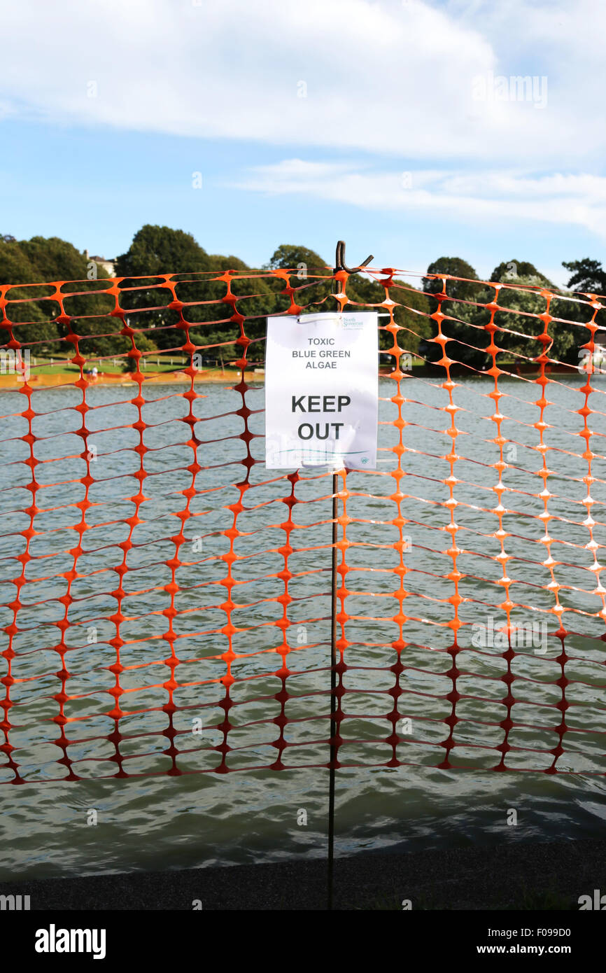 Portishead, North Somerset, UK, Monday 10th August 2015. A local marine lake, popular for boating on by locals and day trippers, is fenced off to the public, by the local council, after high concentrations of toxic blue-green algae are found in the water.  The toxin can prove fatal to pets drinking the water. A particular problem here as it's a popular area for dog walkers. The risk to humans from the toxin comes mainly from external exposure leading to skin rashes, lesions and blisters. Credit:  Stephen Hyde/Alamy Live News Stock Photo