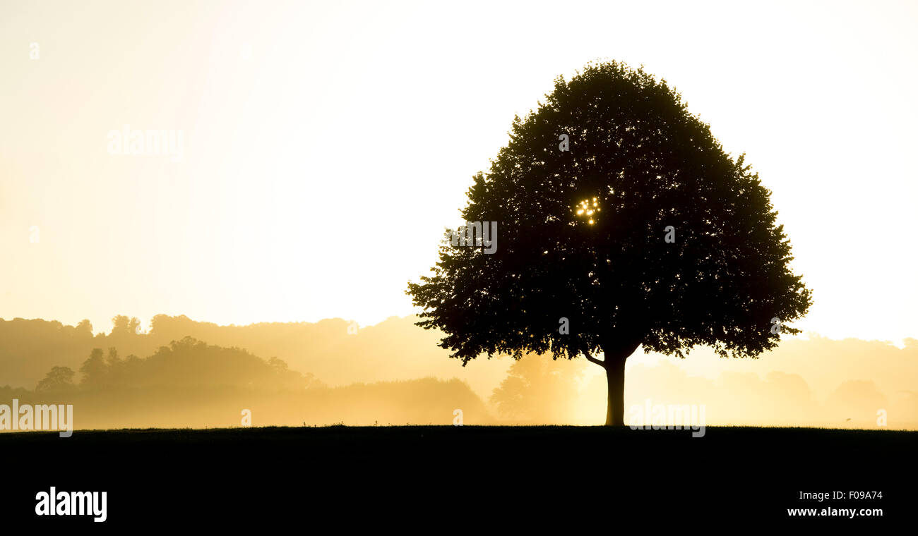 Tree silhouette at sunrise with morning mist in the English countryside Stock Photo