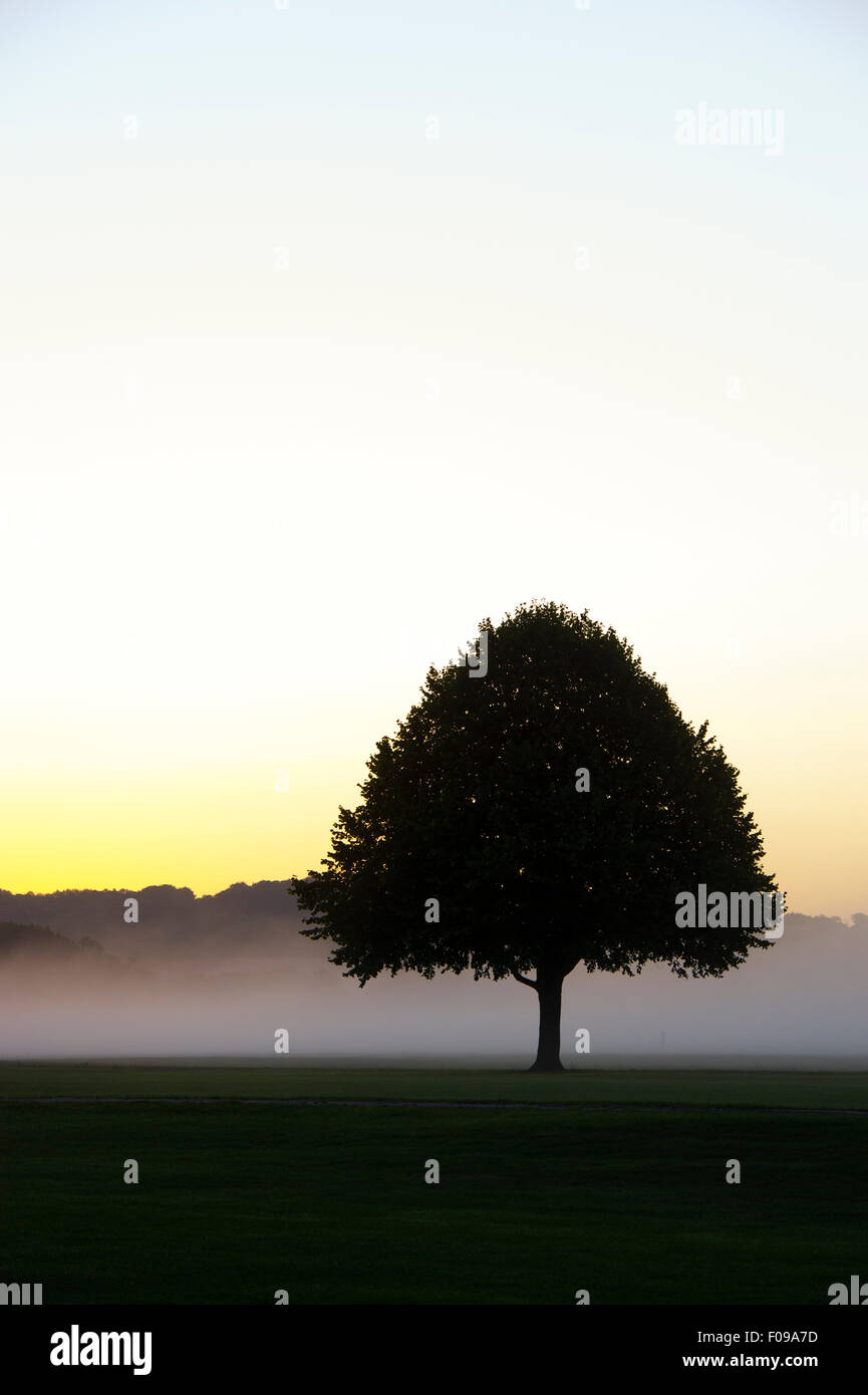Tree silhouette at sunrise with morning mist in the English countryside Stock Photo