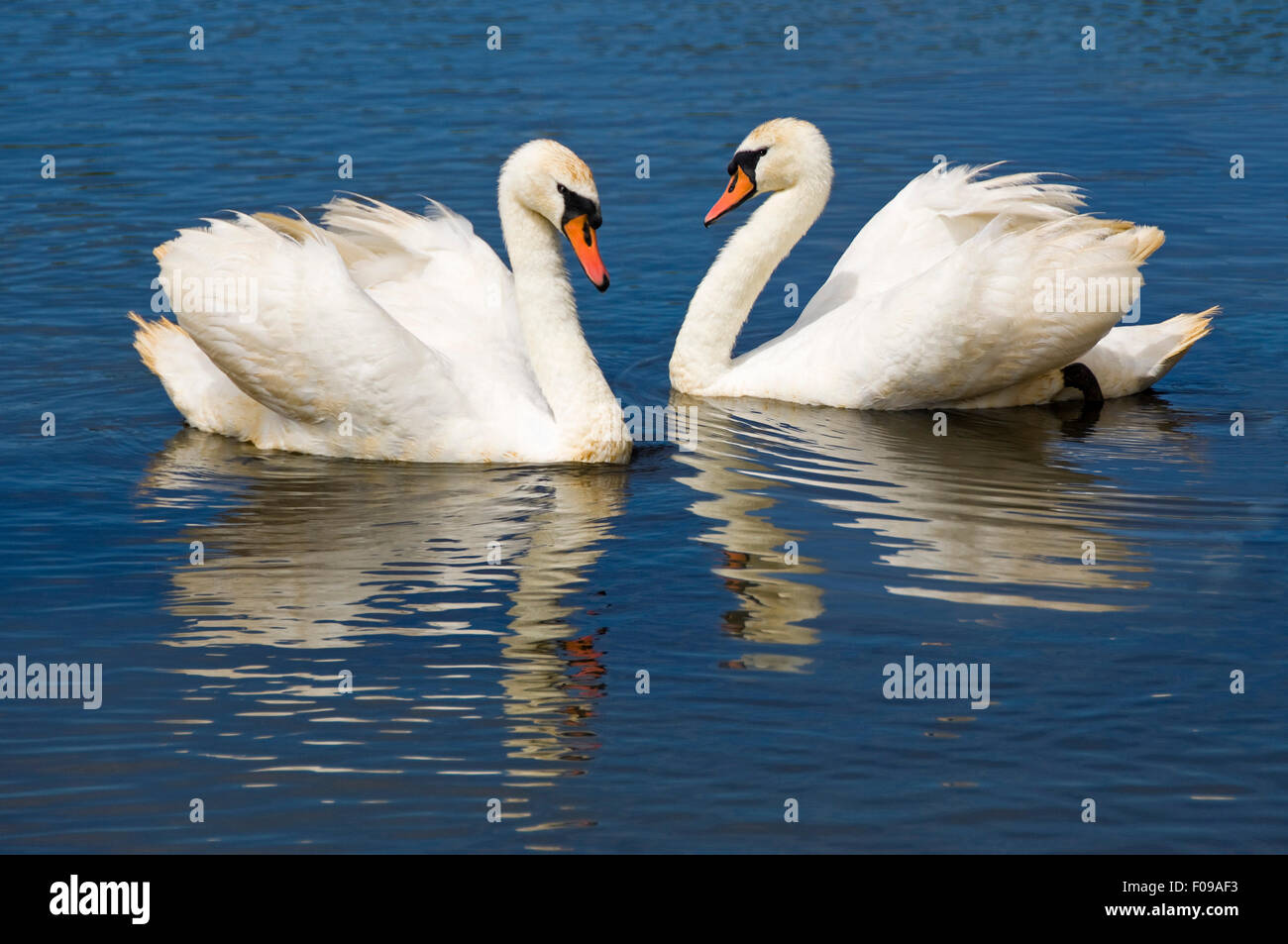 Horizontal close up of a pair of Mute swans in a courtship display. Stock Photo