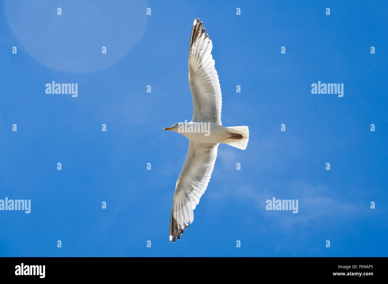 Horizontal close up of a European Herring Gull inflight. Stock Photo