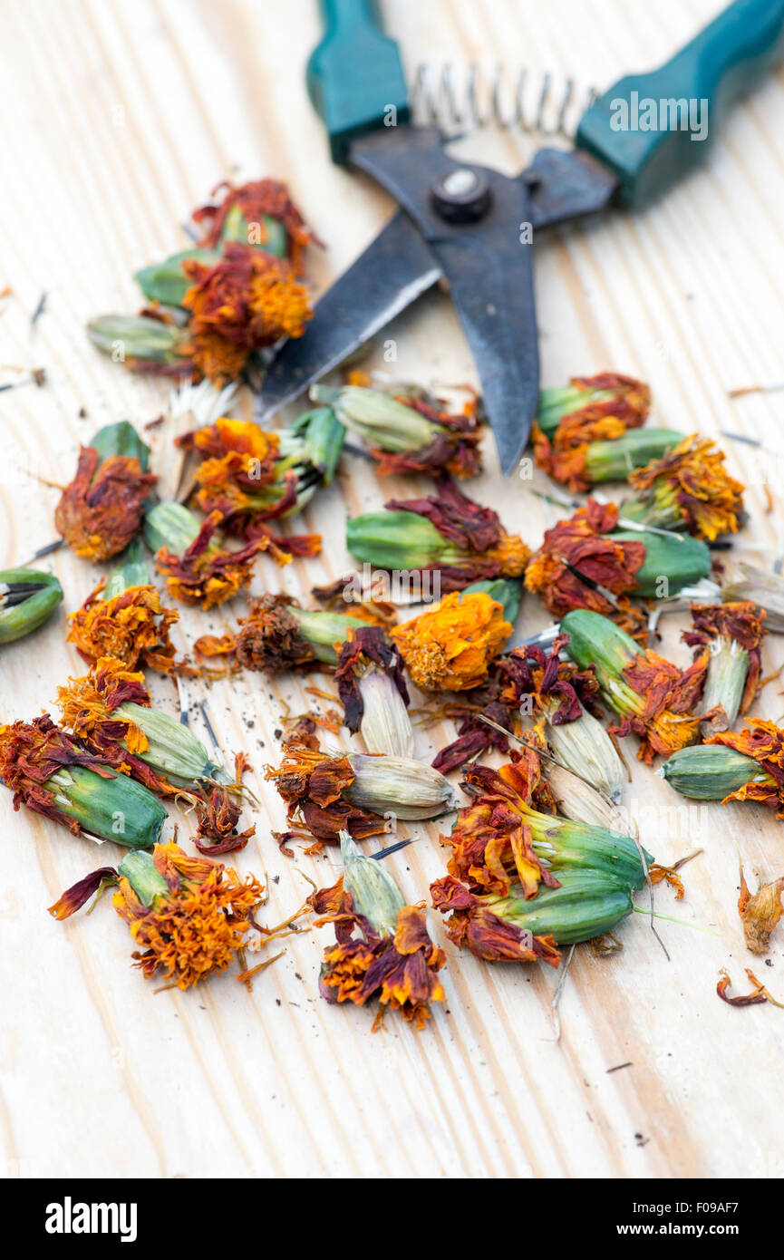 Dried flower heads hires stock photography and images Alamy