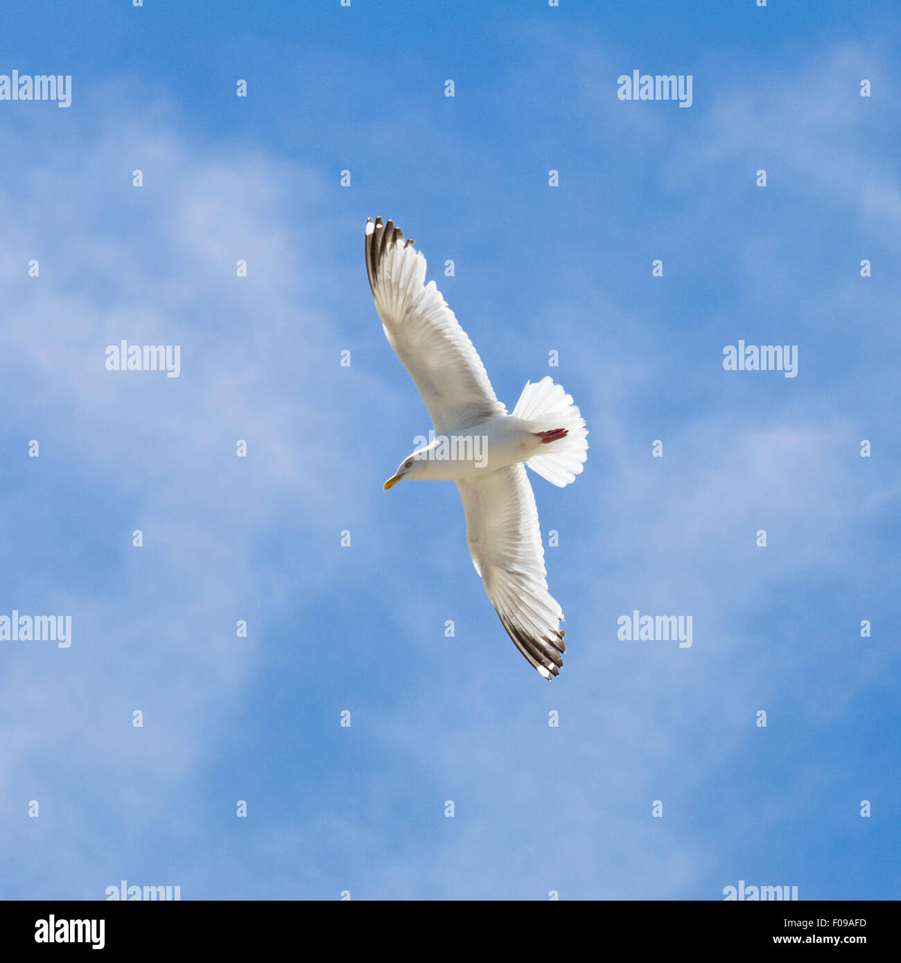 Underside of a herring gull hires stock photography and images Alamy