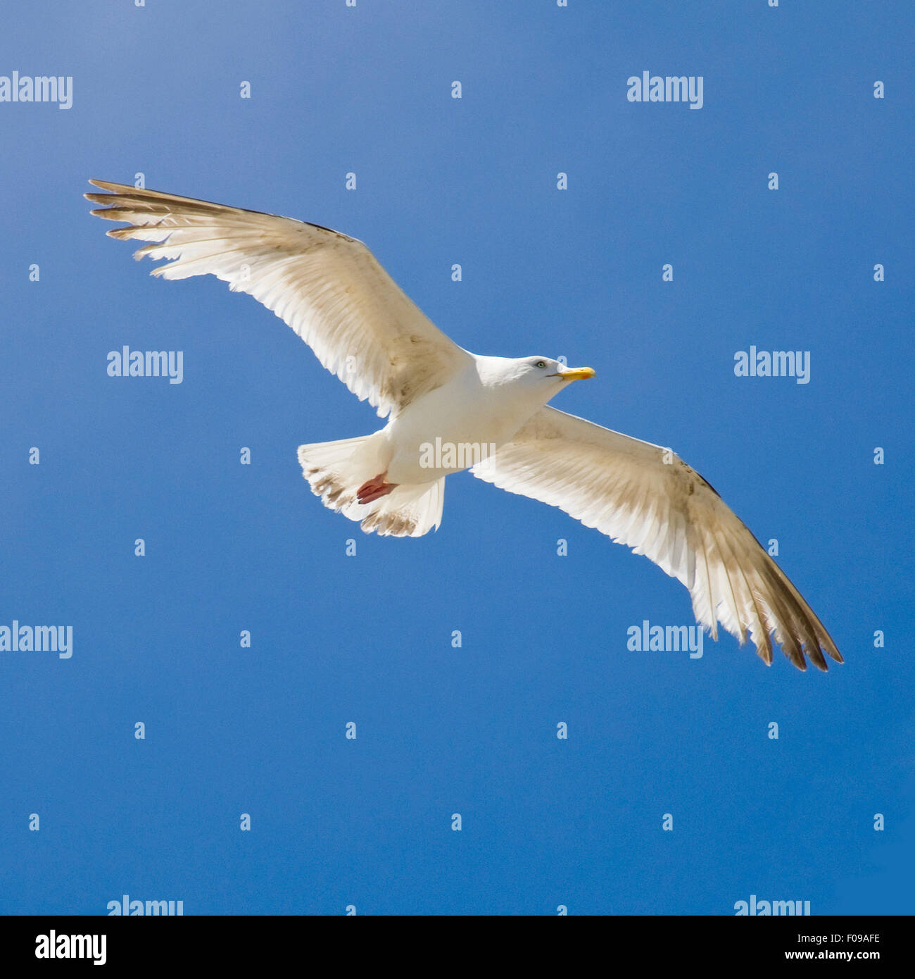 Adult herring gull on wing hires stock photography and images Alamy