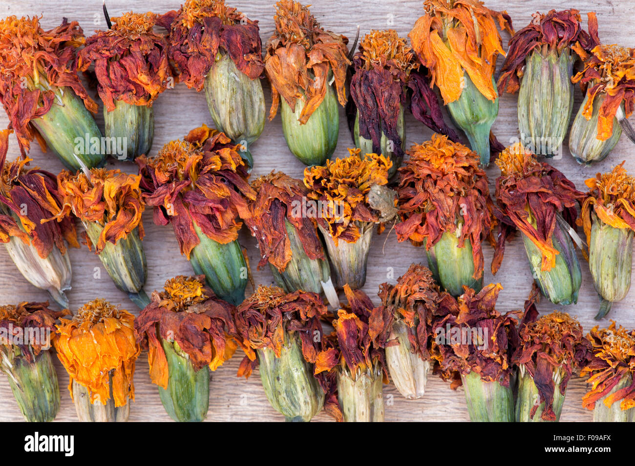 Tagetes. Marigold dried flower heads for seed collecting and storing Stock Photo