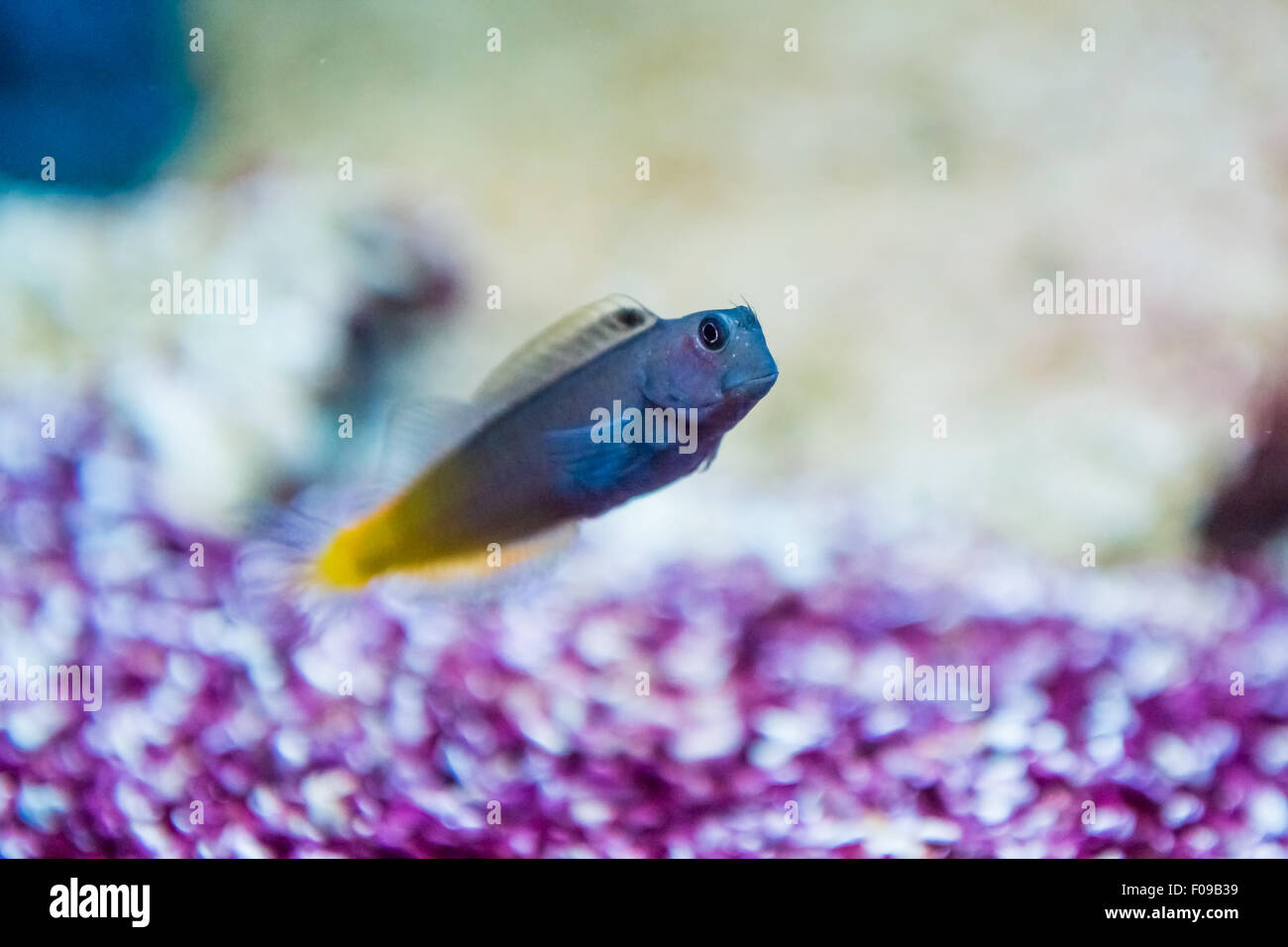 Ecsenius bicolor - Flame tail blenny - saltwater fish Stock Photo