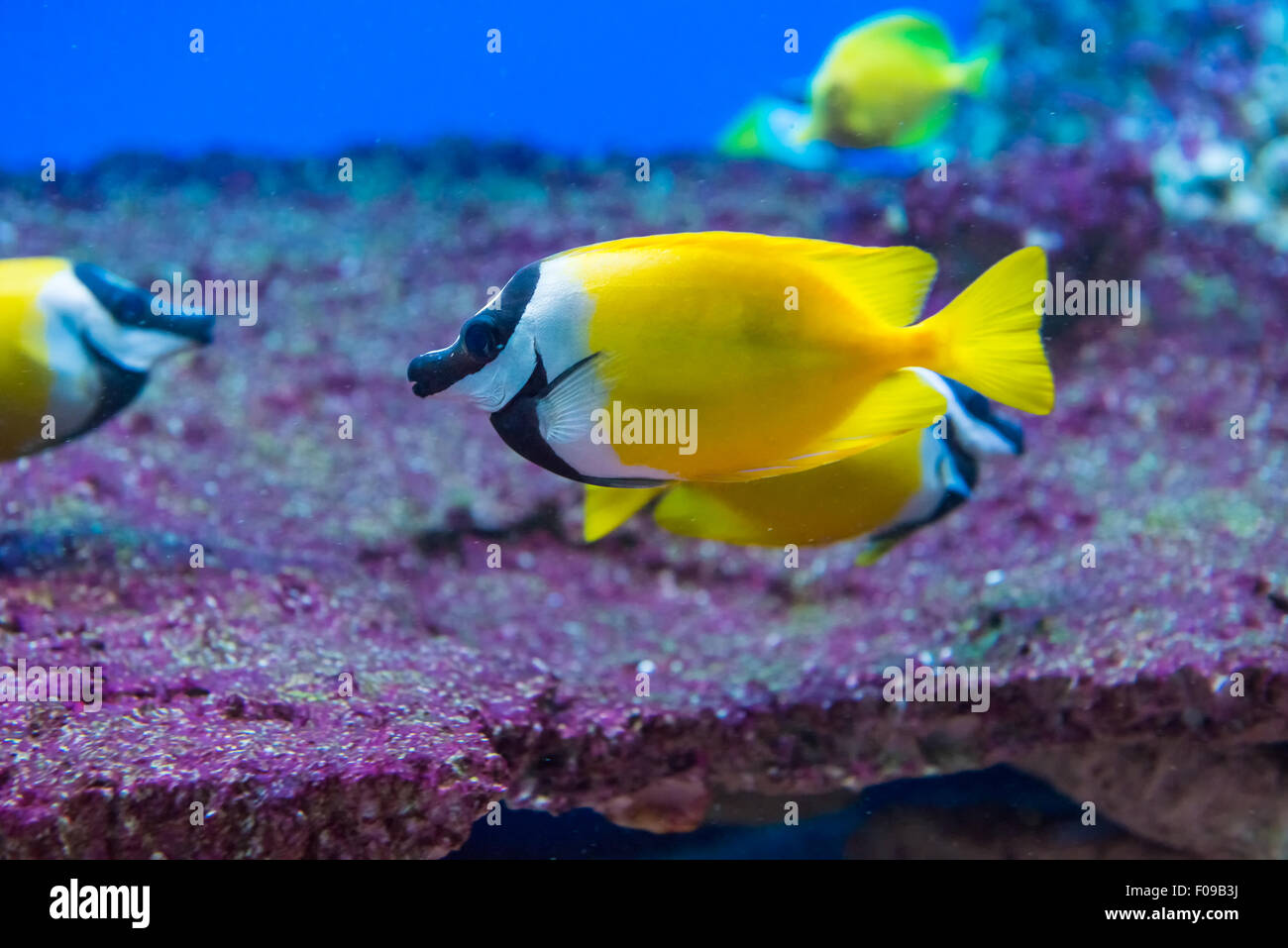 saltwater fish foxface rabbitfish. Siganus vulpinus Stock Photo