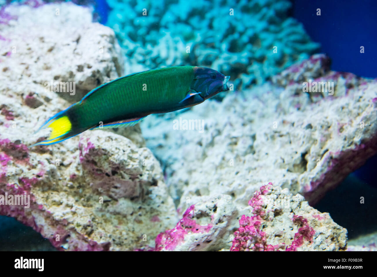 saltwater fish Moon wrasse - Thalassoma lunare Stock Photo