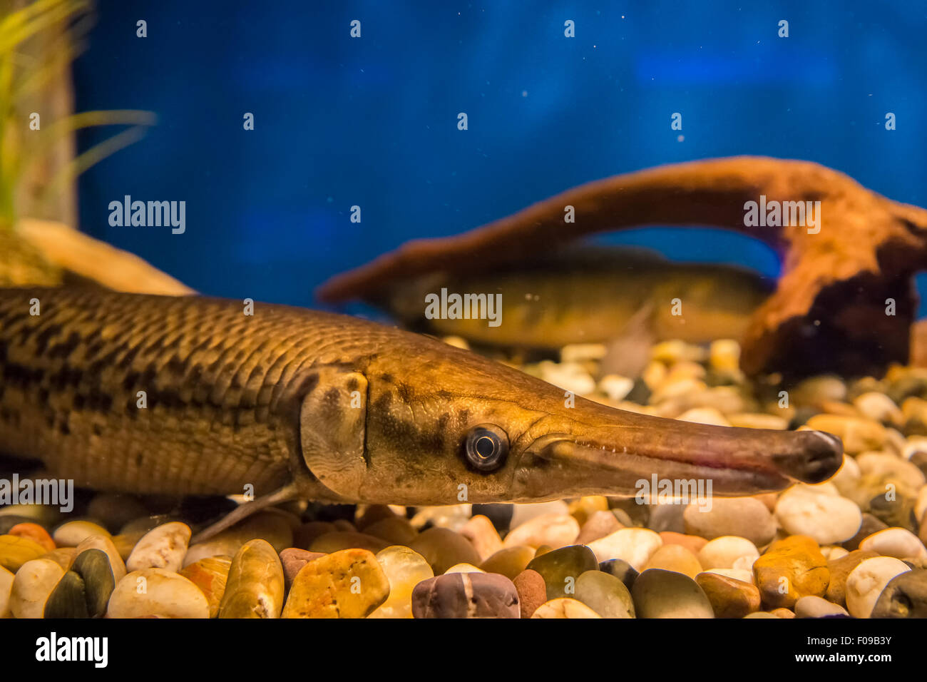 freshwater fish. Atractosteus spatula - Alligator gar Stock Photo