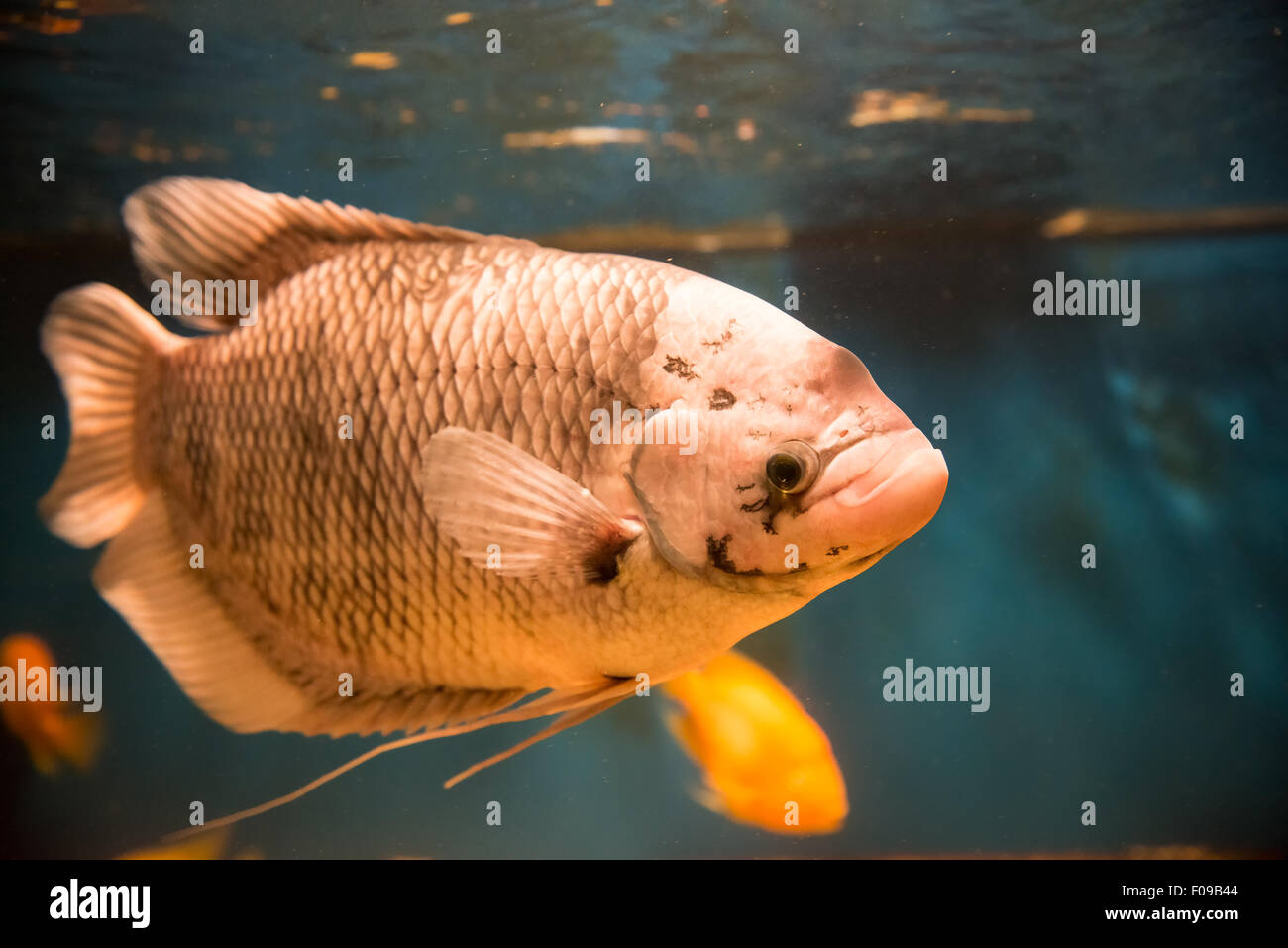 freshwater fish giant gourami - Osphronemus goramy Stock Photo