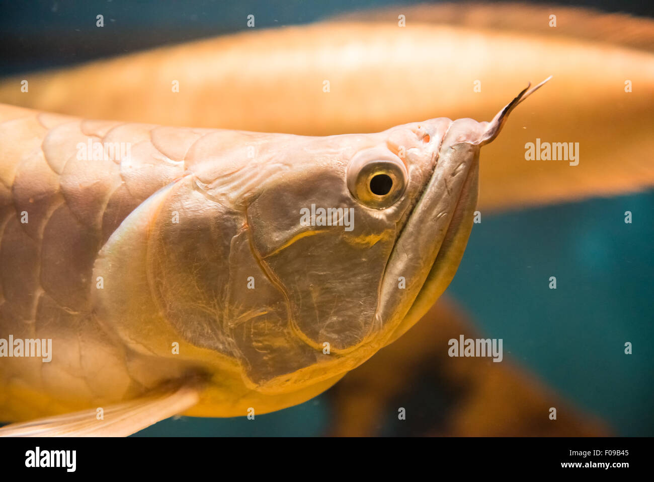 freswater fish - Osteoglossum bicirrhosum Stock Photo