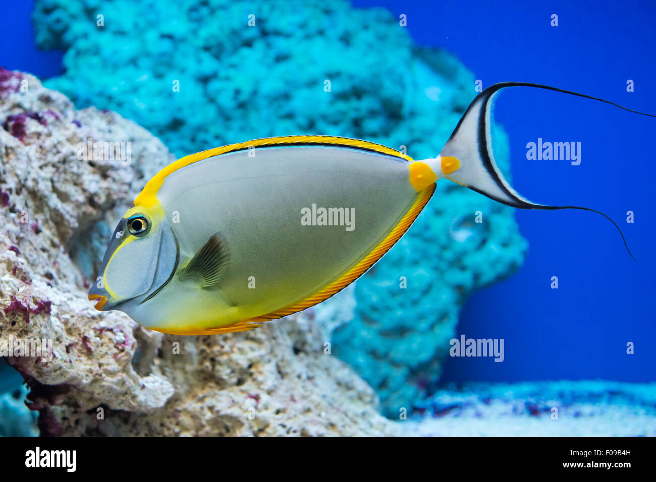 Naso lituratus - barcheek unicornfish - saltwater fish Stock Photo