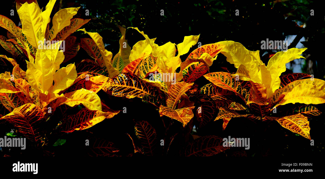 Variegated crotons in Florida garden Stock Photo