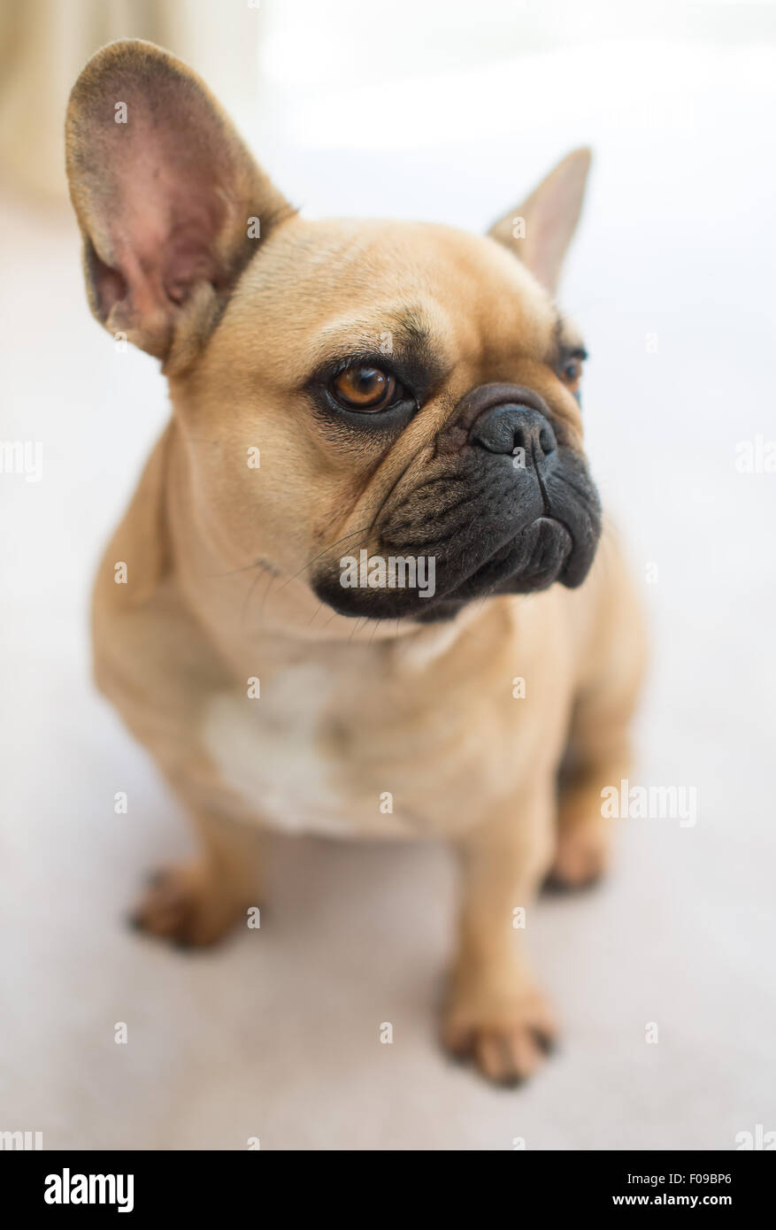 A French bulldog standing up Stock Photo - Alamy