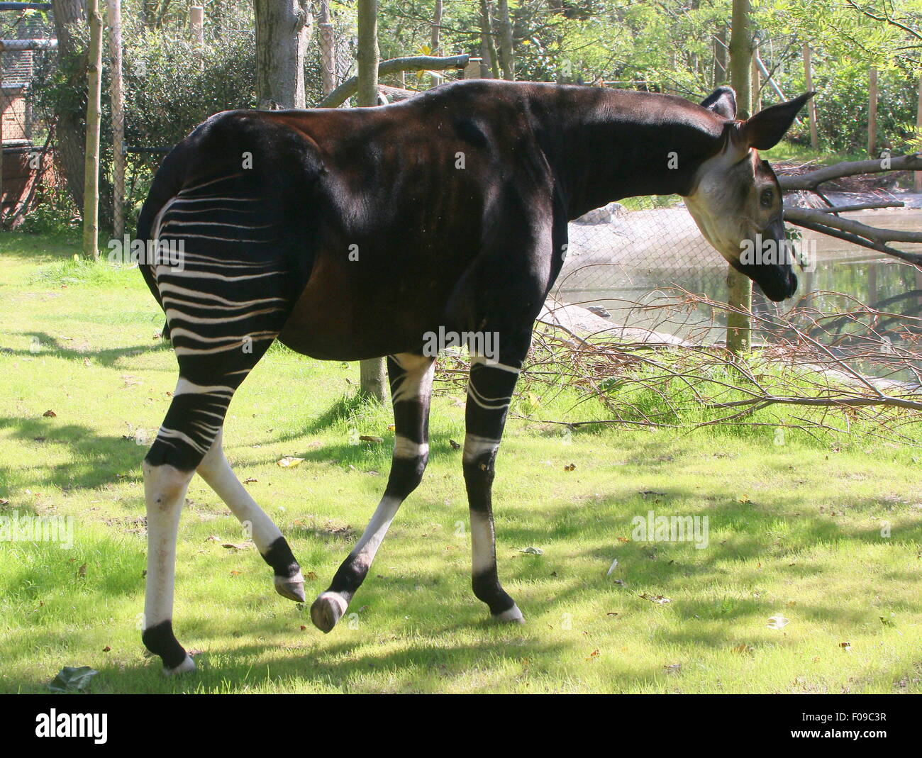Central African Okapi (Okapia johnstoni) at the enclosure in Rotterdam Blijdorp Zoo, The Netherlands -fences & buildings visible Stock Photo