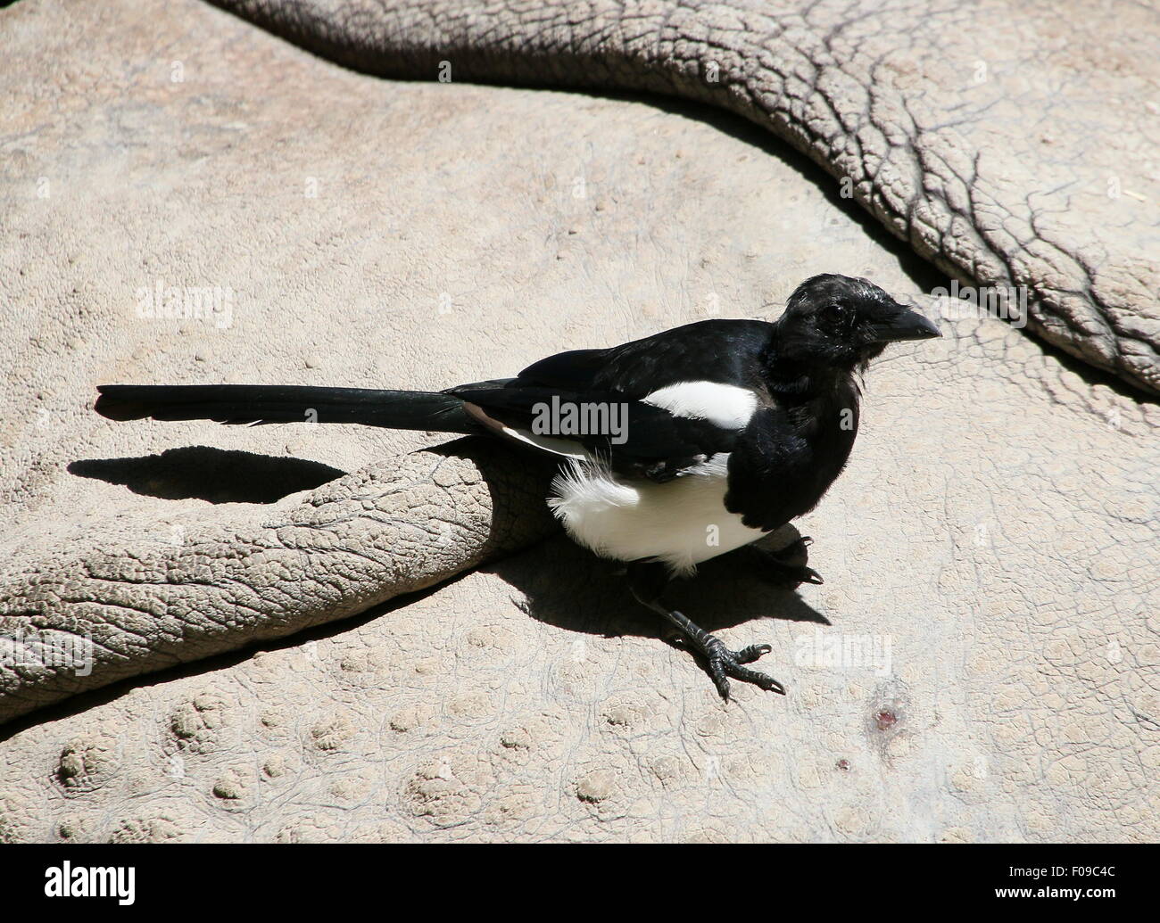 Eurasian magpie looking for parasites on the body of a Greater one-horned Indian rhinoceros (Rhinoceros unicornis) Stock Photo