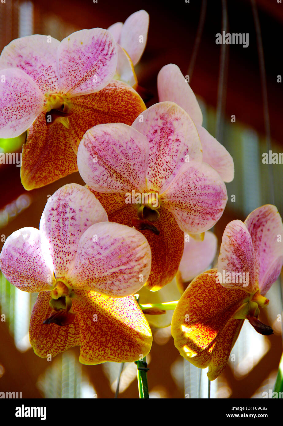 Pink Vanda Orchids Stock Photo