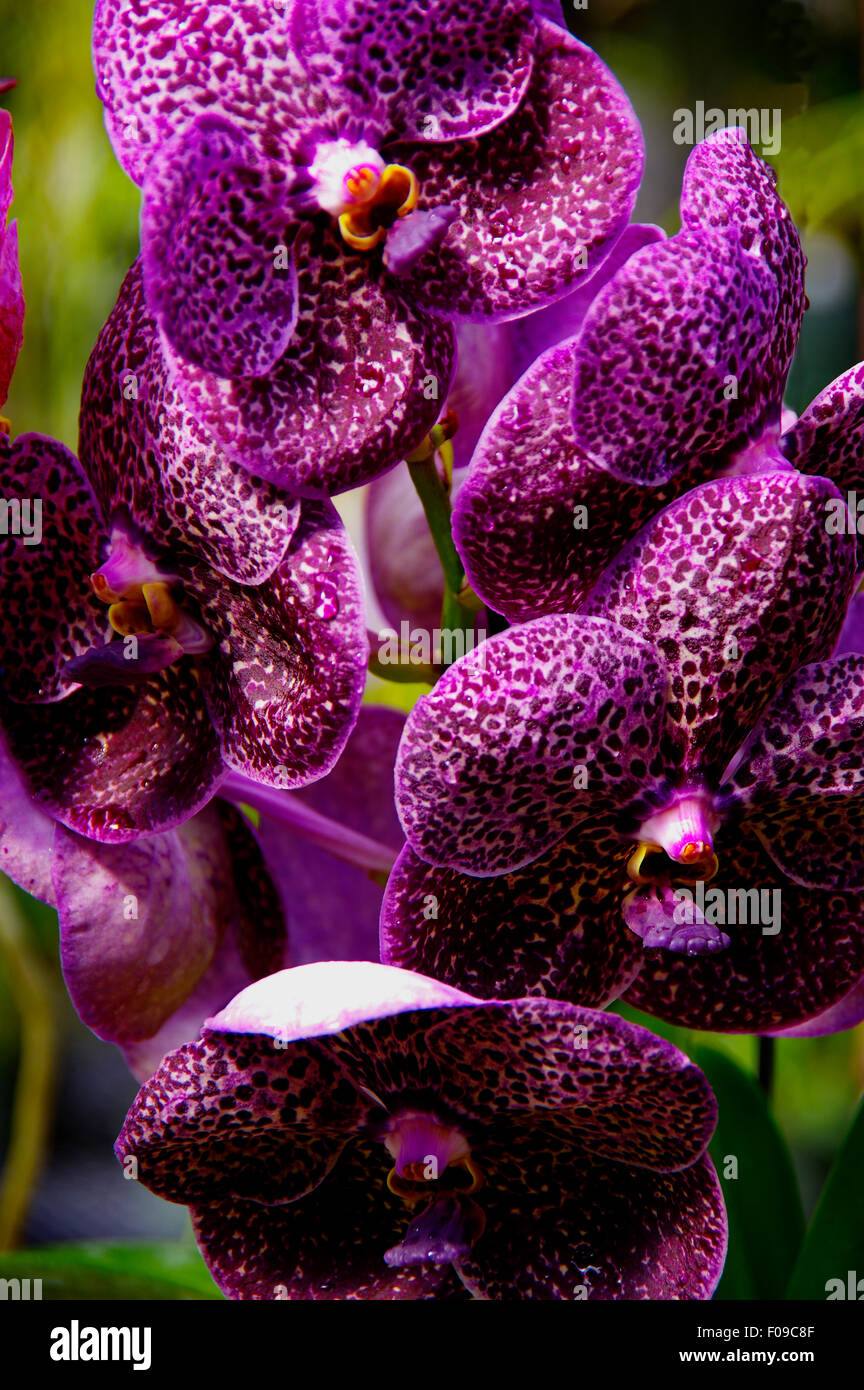 Purple Vanda Orchids Stock Photo