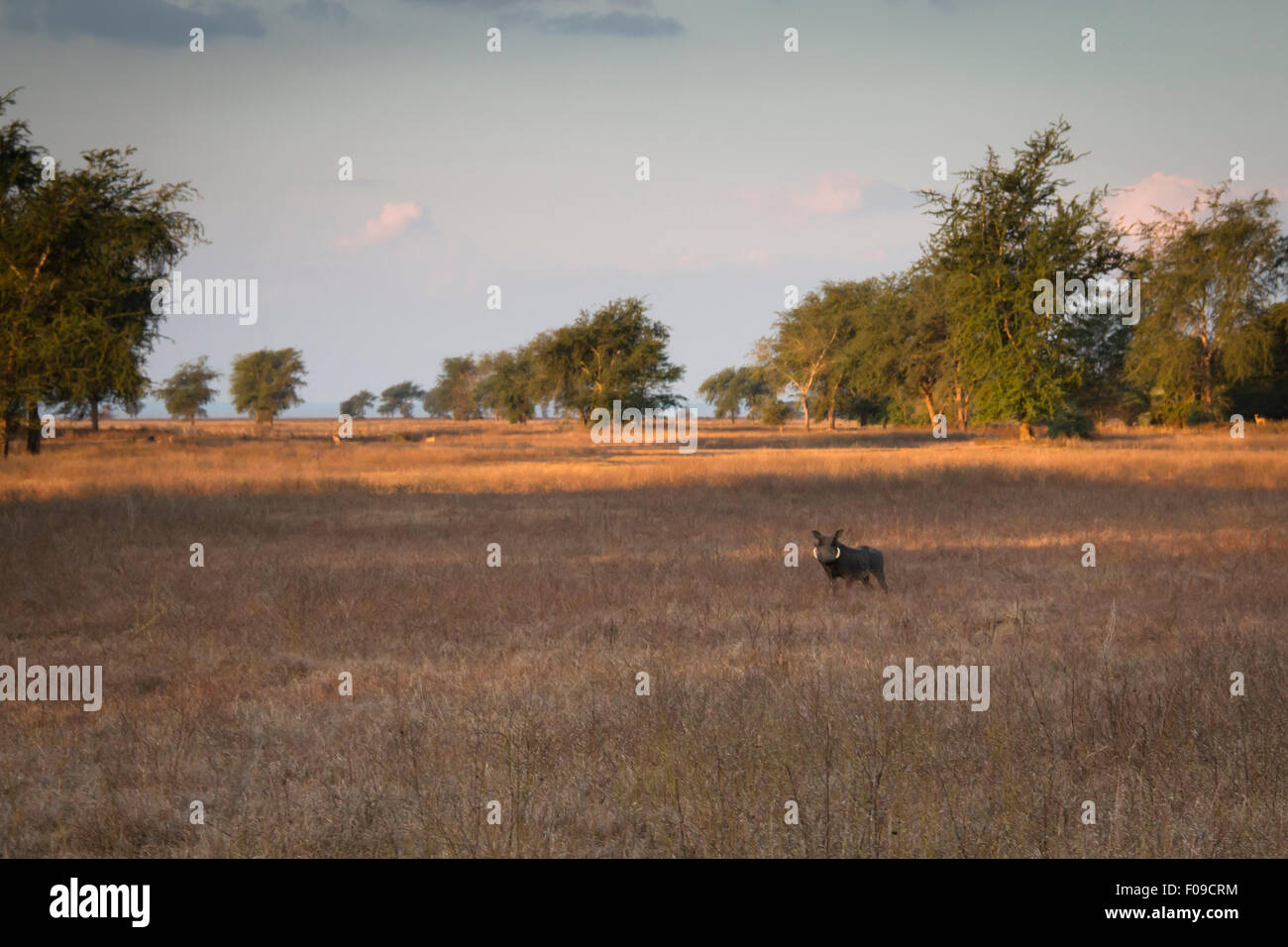 Warthog in the savanna of Gorongosa National Park Stock Photo